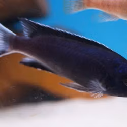 Pseudotropheus acei ngara