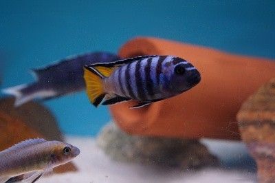 Pseudotropheus elongatus mpanga
