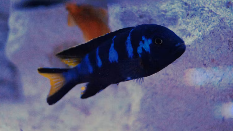 Pseudotropheus elongatus chewere