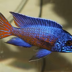 Aulonocara stuartgranti ngara