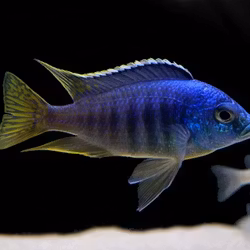 Placidochromis jalo reef