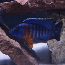 Aulonocara Haensbaenchi "red flush"