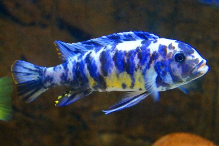 Metriaclima zebra slim