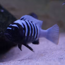 Cynotilapia sp. chinyankwazi