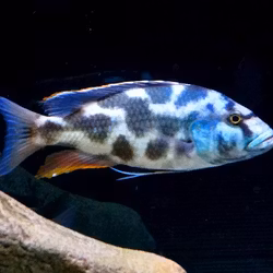Nimbochromis livingstonii