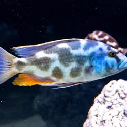 Nimbochromis livingstonii