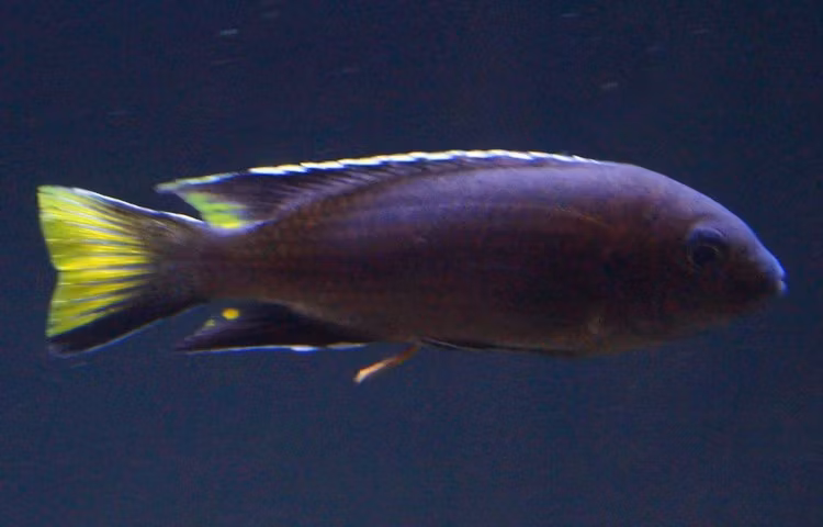 Pseudotropheus acei "Tanzania"