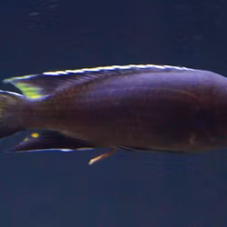 Pseudotropheus acei "Tanzania"