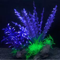 Plastväxt på rot Cryptocoryne blå / lila 21 cm