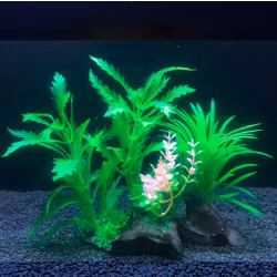 Plastväxt Pinnatifida 20 cm