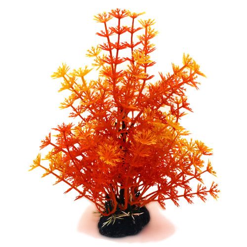Plastväxt Hottonia orange 19 cm