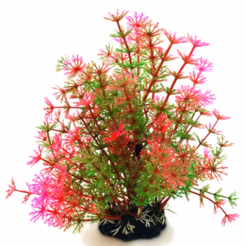Plastväxt Hottonia rosa / gröna detaljer 19 cm