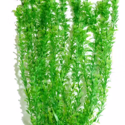 Plastväxt Rotala bonsai grön 40 cm