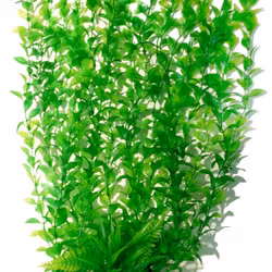 Plastväxt Hygrophila 40 cm