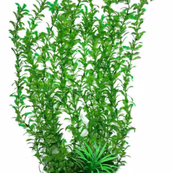 Plastväxt Shinnersia 40 cm