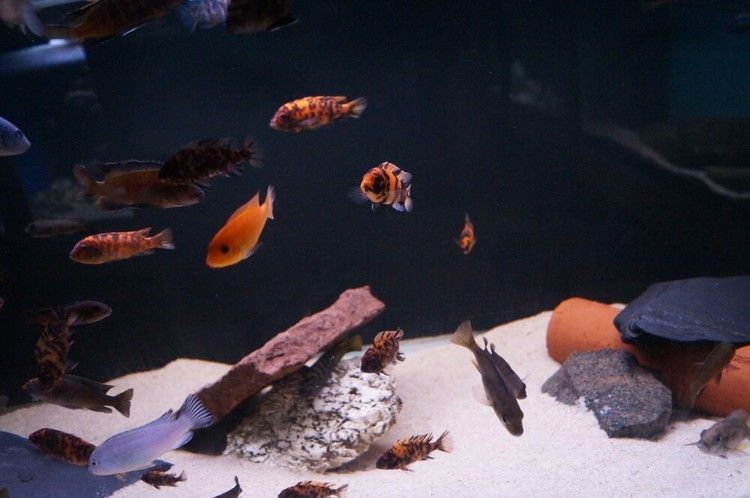 Metriaclima Estherae "OB" (orange blotched)