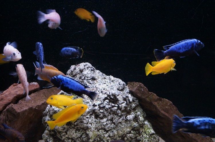 Metriaclima msobo magunga