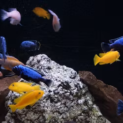 Metriaclima msobo magunga