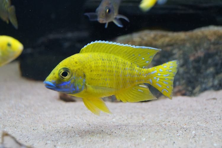 Aulonocara baenschi benga