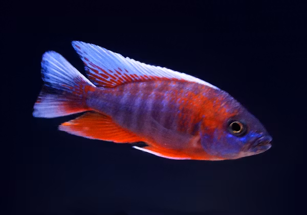 Aulonocara eureka