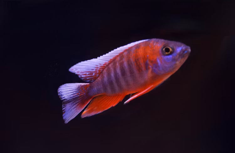 Aulonocara eureka