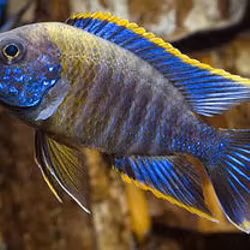 Aulonocara sp. Lwanda