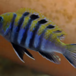 Cynotilapia afra Cobue