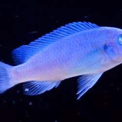 Metriaclima callainos bright blue