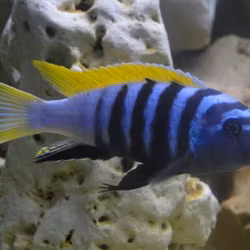 Cynotilapia Afra Jalo Reef