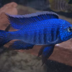 Copadichromis azureus mbenji
