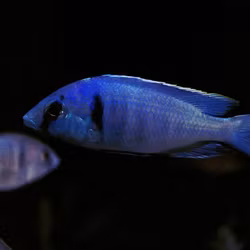 Placidochromis Electra
