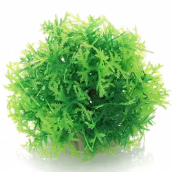 Mossboll Grön Liten - Taxiphyllum Barbieri