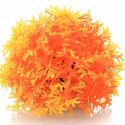 Mossboll Orange Stor - Taxiphyllum Barbieri