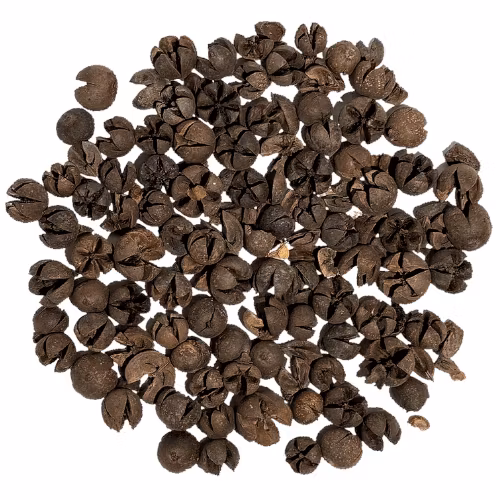 Wallichii pod
