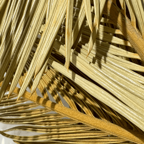 Cyca leaves