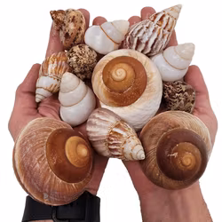 Shell Shelter M