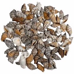Pale spiral snail Shell