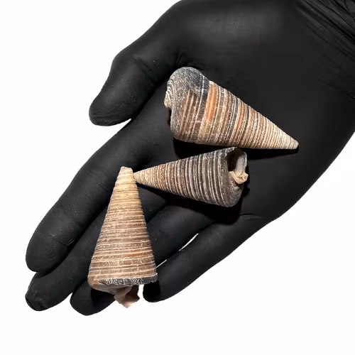 Black Jumbo Snail Shell