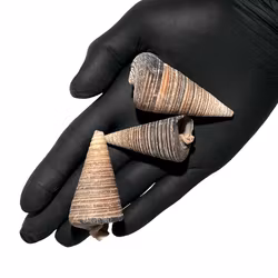 Black Jumbo Snail Shell