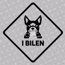 Bildekal - Boston Terrier i bilen - svart eller vit