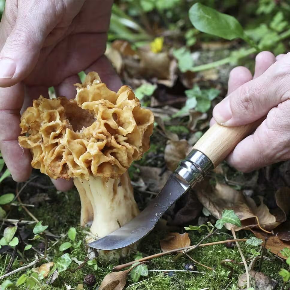 Opinel Svampkniv