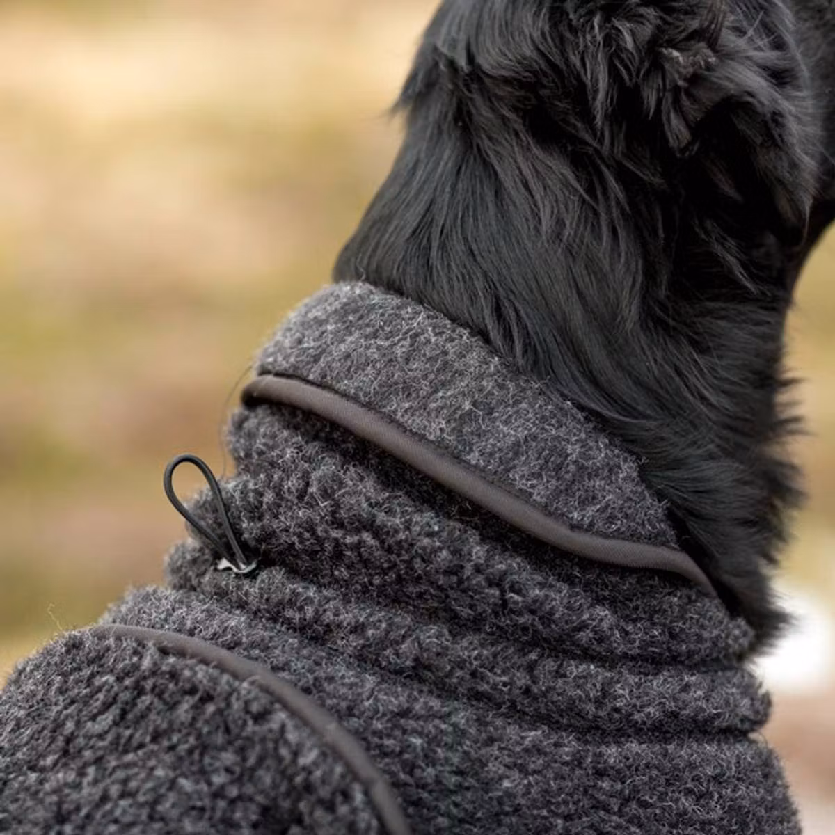 Canelana Ambassadør Dachs ulldekken hund