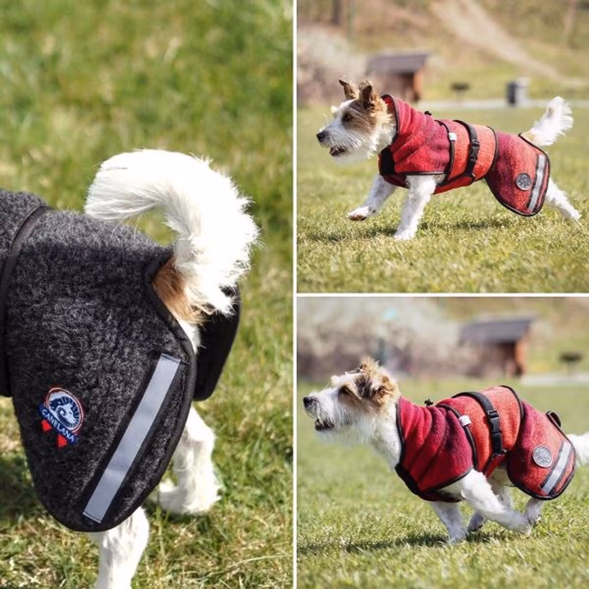 Canelana Ambassadør Dachs ulldekken hund