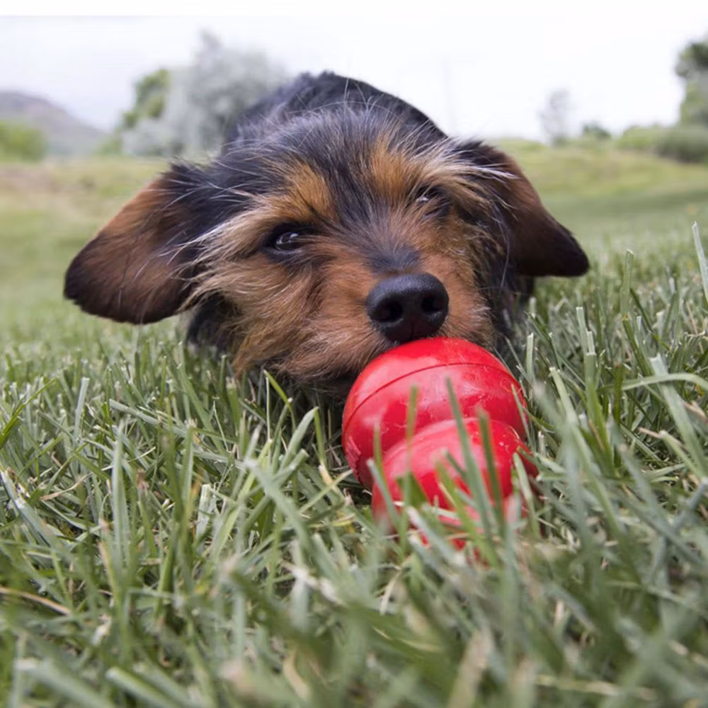 KONG Easy Treat Stuff`n M/Lever