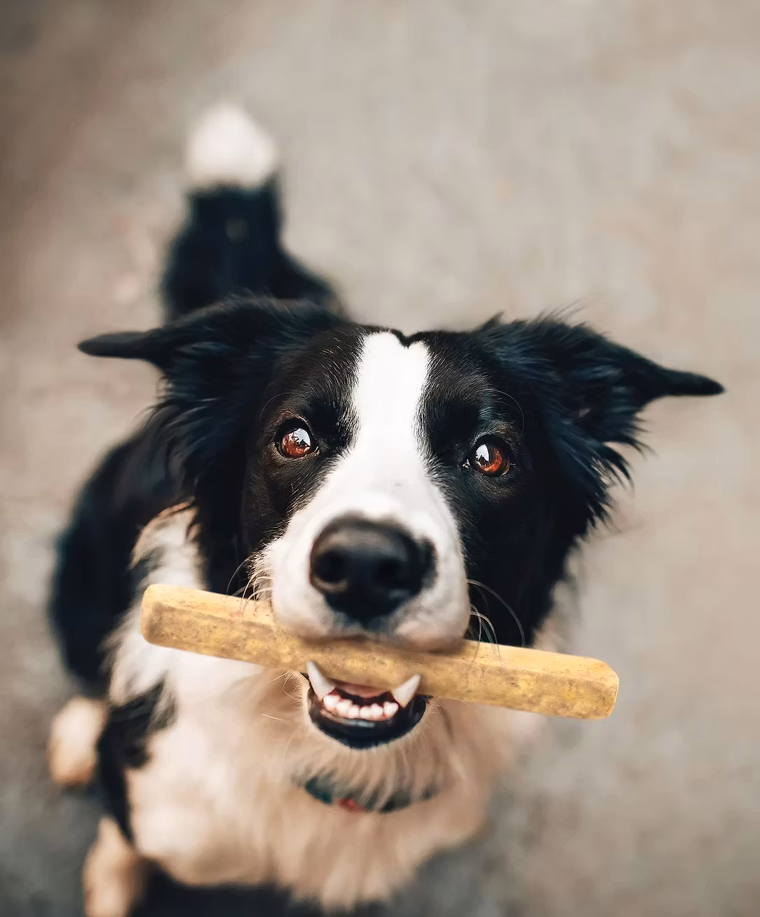 Chewllagen Cheese Bar