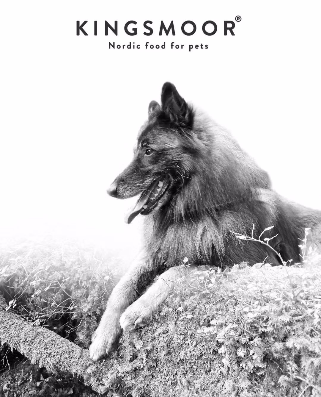 Kingsmoor Lavkalori Liten Hund Kylling - Pure Chicken Low Calorie Small Dog