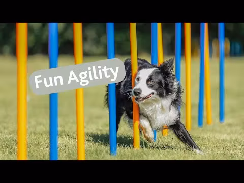 Agility Slalåm Hinder 12stk 1,15m x D:3,3cm Blå/Oransje