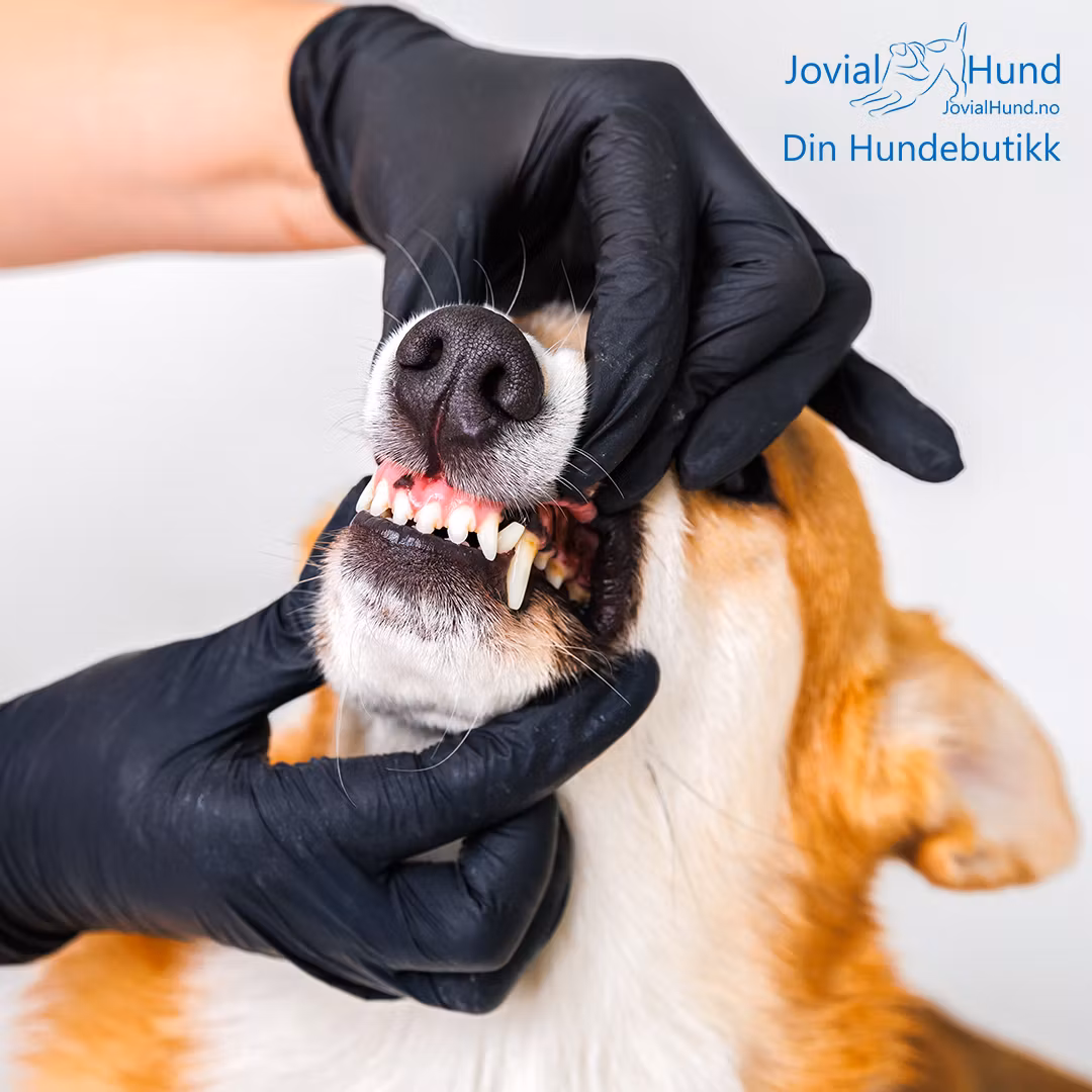 Trixie Fingerlings Tannrens 50stk