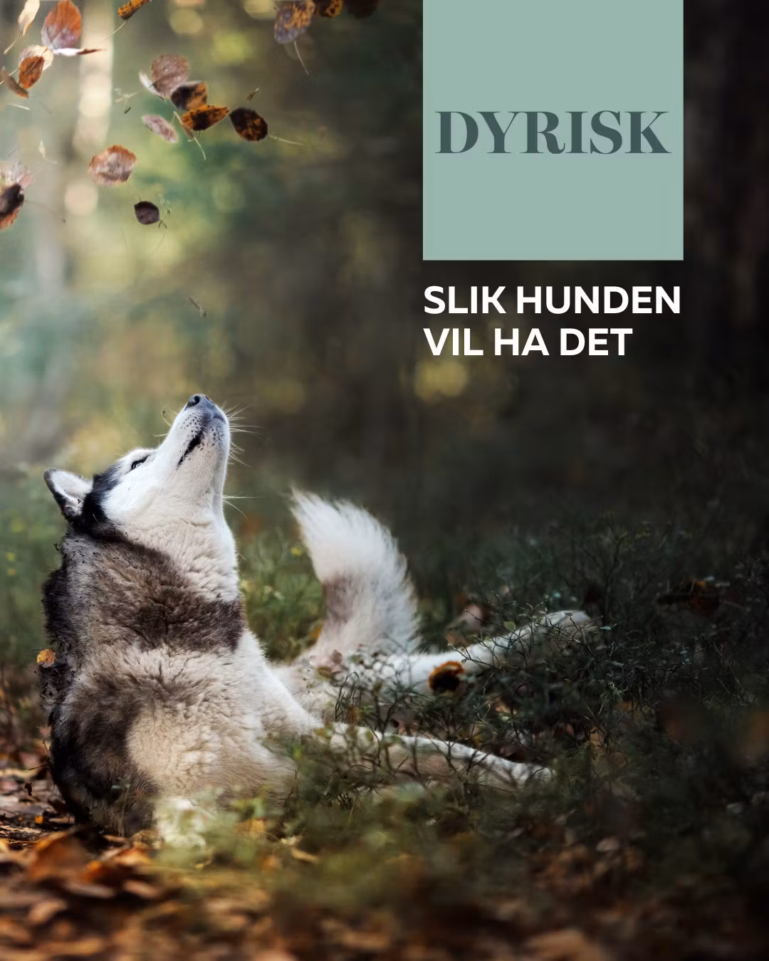 Dyrisk Nordsjøfisk