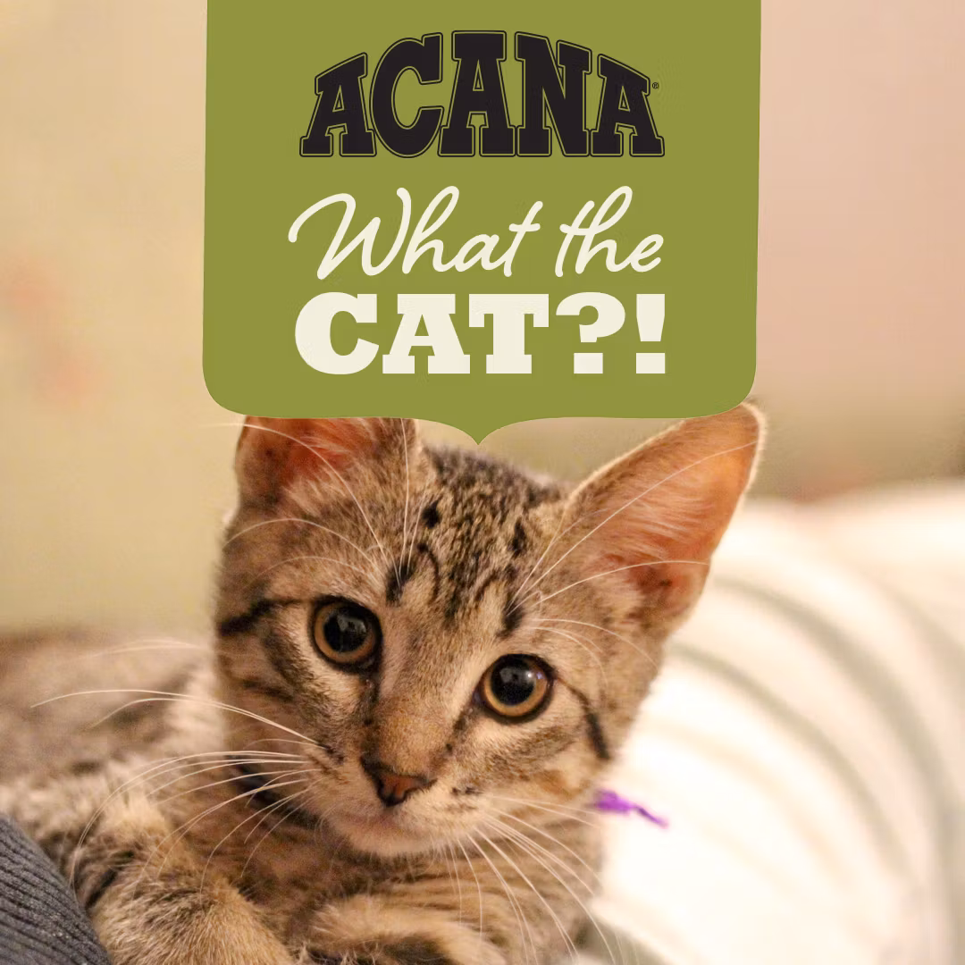 Acana Cat Indoor Entree